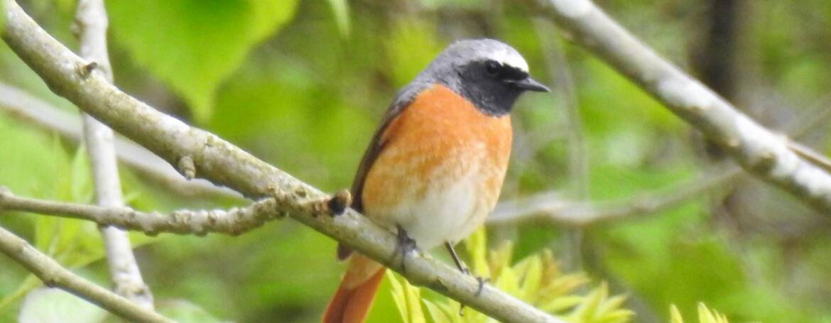 168. GEKRAAGDE ROODSTAART (Phoenicurus phoenicurus)
