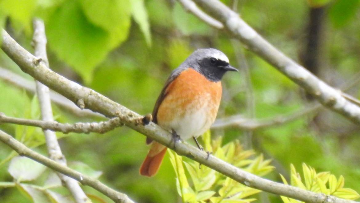 168. GEKRAAGDE ROODSTAART (Phoenicurus phoenicurus)