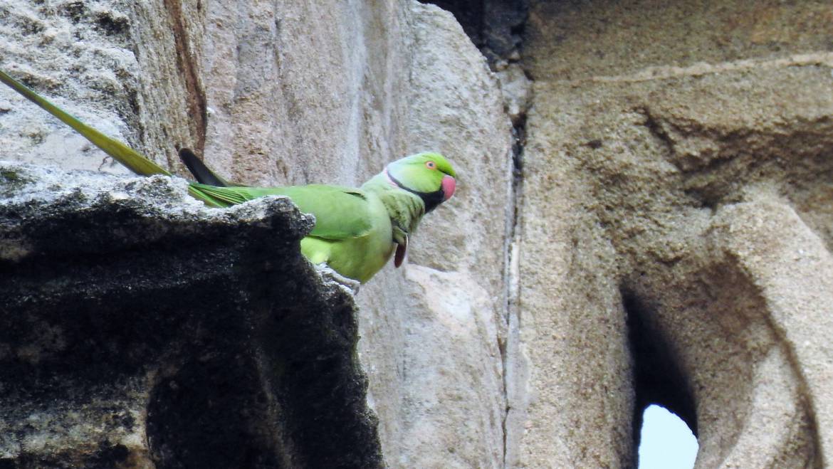 149. HALSBANDPARKIET (Psittacula krameri)