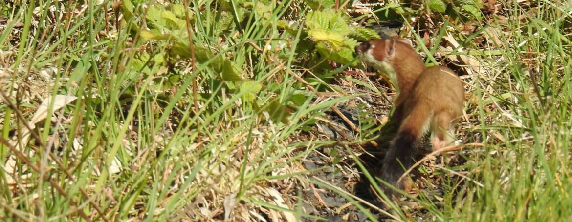 HERMELIJN (Mustela erminea)