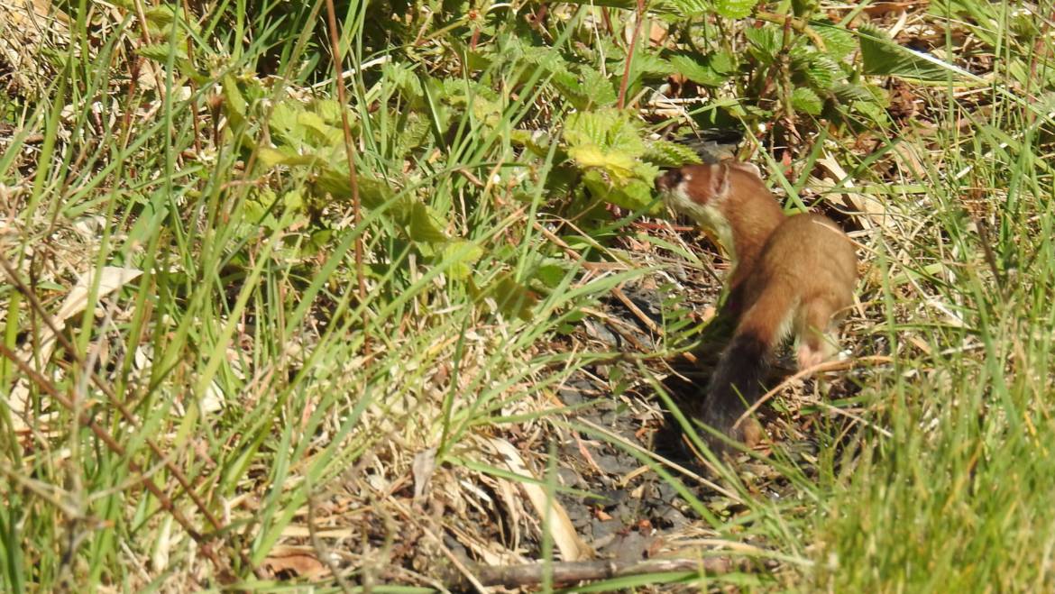 HERMELIJN (Mustela erminea)