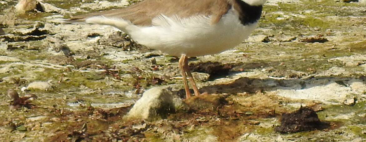 170. KLEINE PLEVIER (Charadrius dubius)