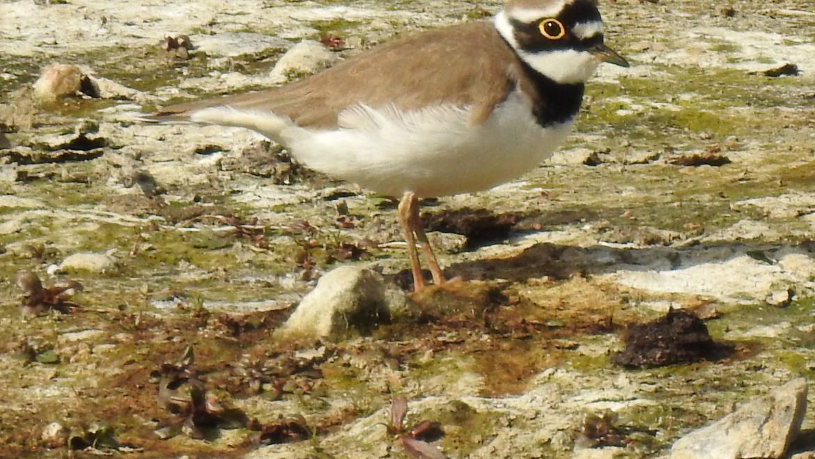 170. KLEINE PLEVIER (Charadrius dubius)