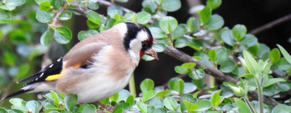 166. PUTTER (Carduelis carduelis)