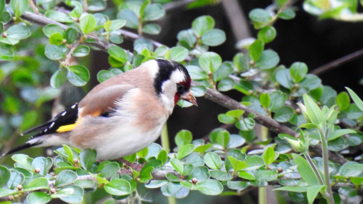 166. PUTTER (Carduelis carduelis)