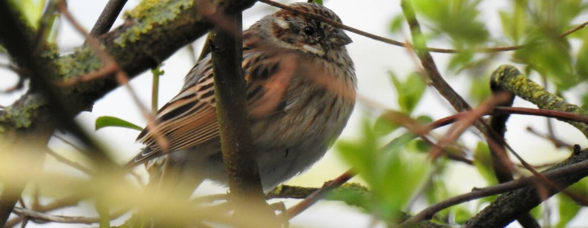 167. RIETGORS (Emberiza schoeniclus)