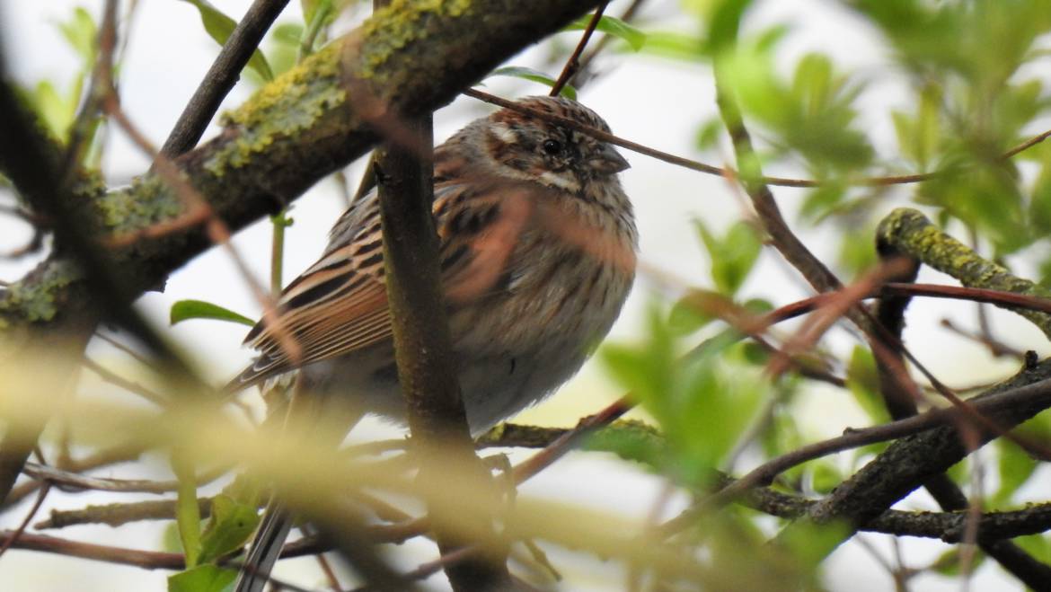 167. RIETGORS (Emberiza schoeniclus)