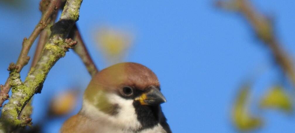 131. RINGMUS (Passer montanus).