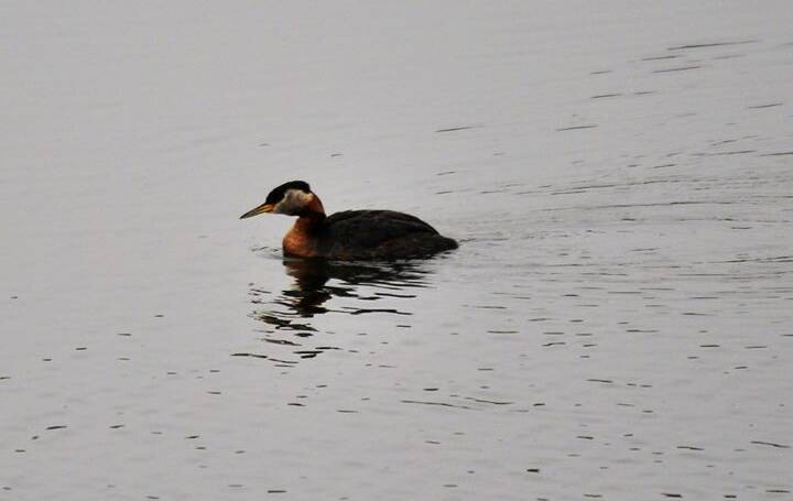 124. ROODHALSFUUT (podiceps grisegena)