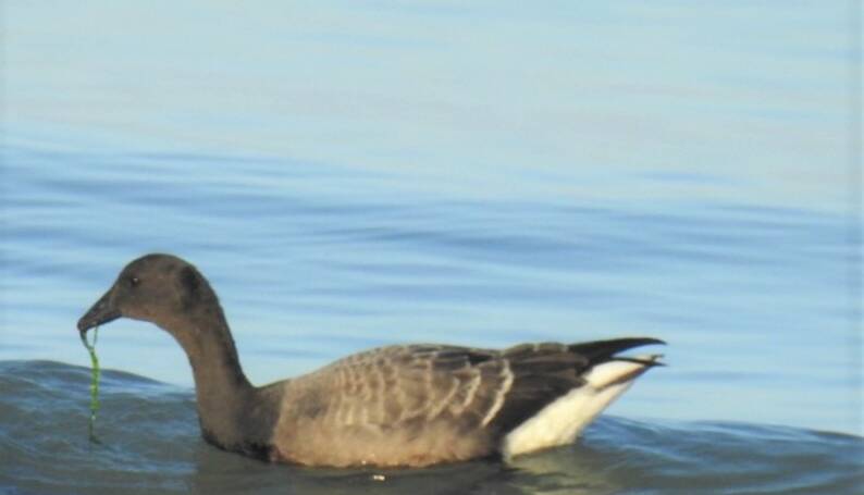 128. ROTGANS (Branta bernicla)