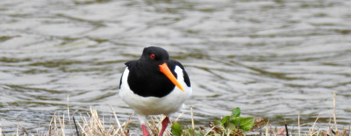 129. SCHOLEKSTER (Haematopus ostralegus)