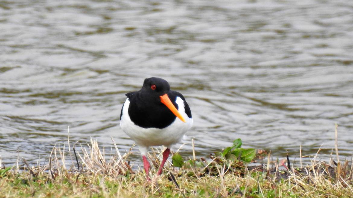 129. SCHOLEKSTER (Haematopus ostralegus)