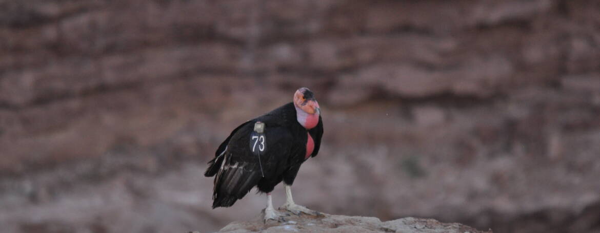 143. CALIFORNISCHE CONDOR (Gymnogyps califorcanus)