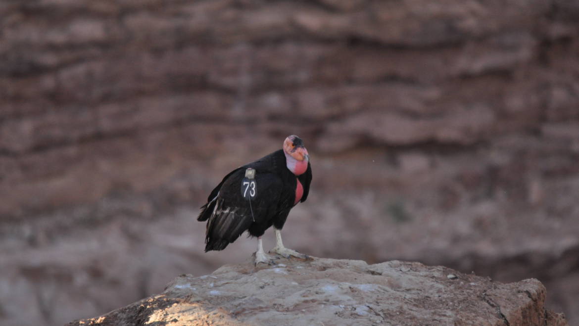 143. CALIFORNISCHE CONDOR (Gymnogyps califorcanus)