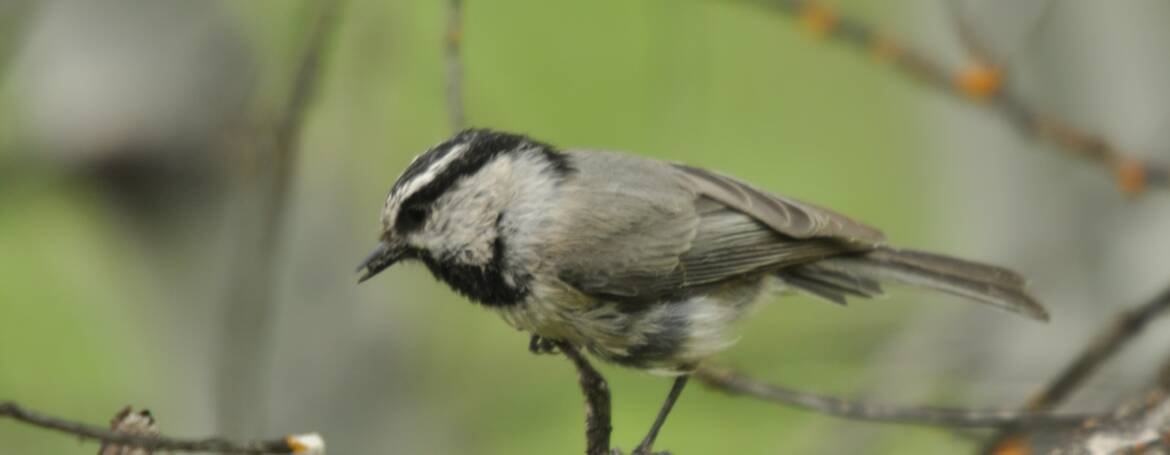 152. GAMBELS MEES (Poecile Gambeli)