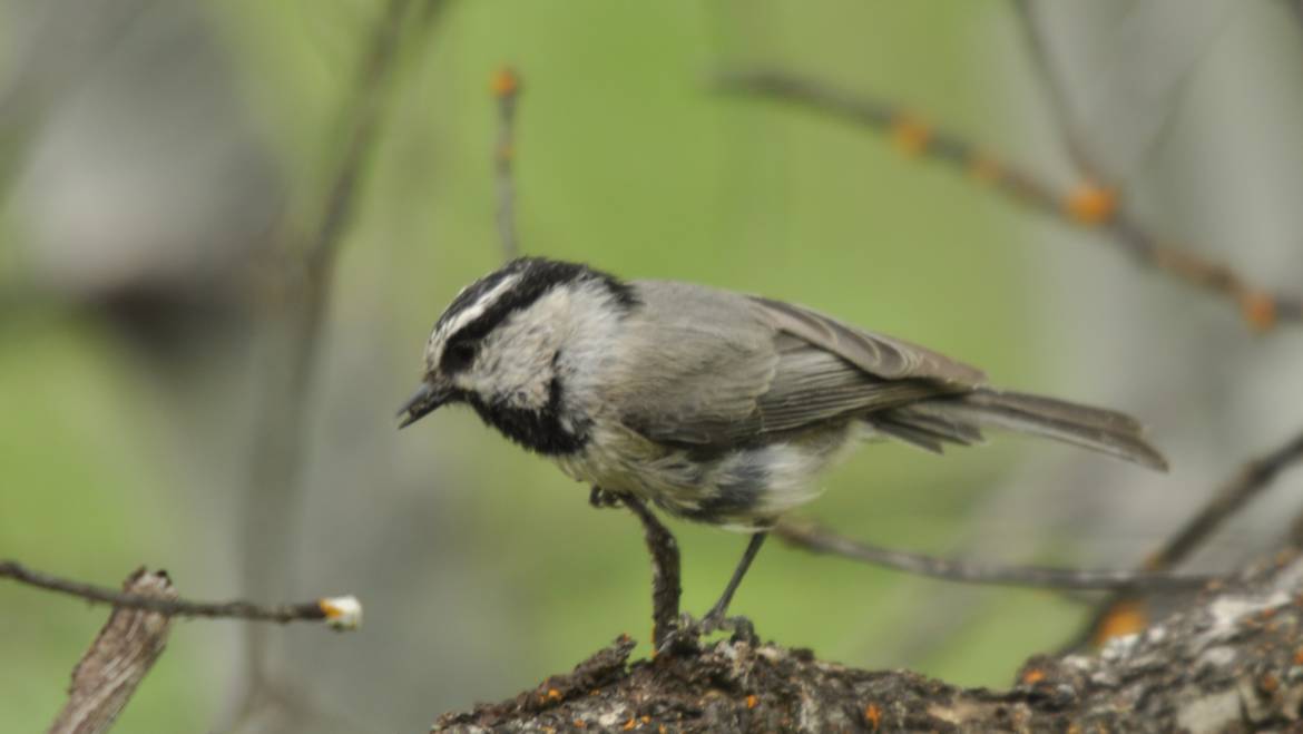 152. GAMBELS MEES (Poecile Gambeli)