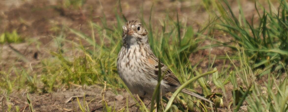 121. PRAIRIEPIEPER (Anthus Sprageii)