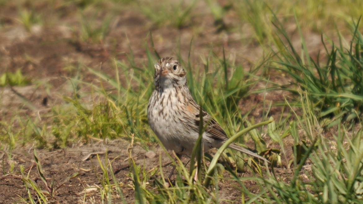 121. PRAIRIEPIEPER (Anthus Sprageii)