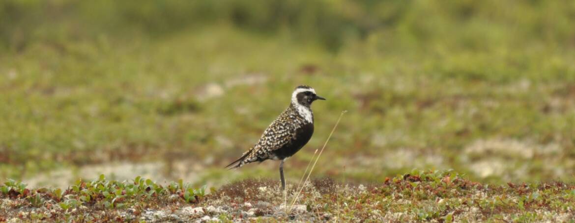 88. AMERIKAANSE GOUDPLEVIER (Pluvialis domenica)