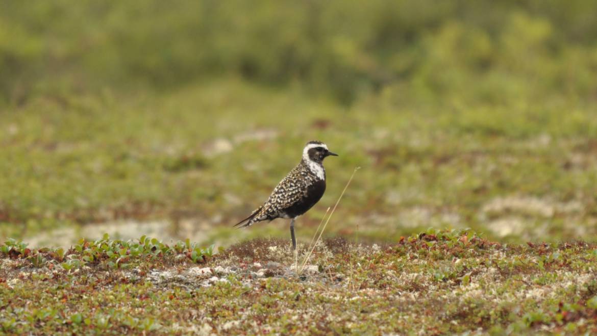88. AMERIKAANSE GOUDPLEVIER (Pluvialis domenica)