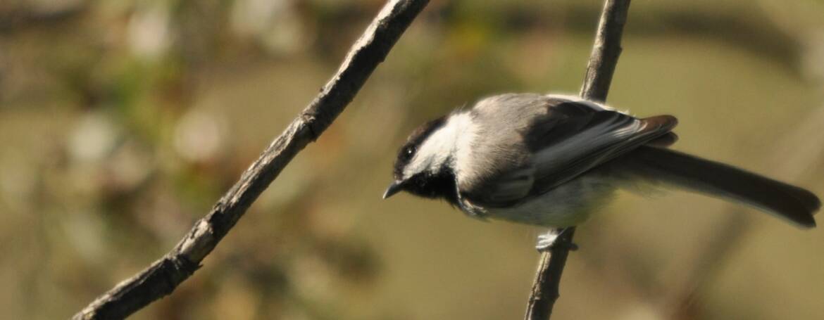 89. BRUINKOPMEES (Poecile cinctus lathami)
