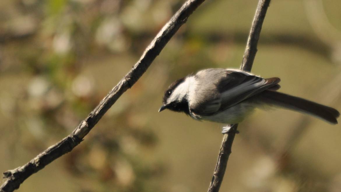 89. BRUINKOPMEES (Poecile cinctus lathami)