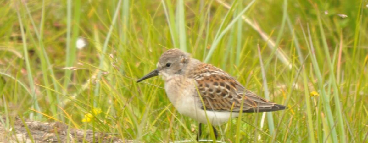 90. GRIJZE STRANDLOPER (Calidris Pusilla)