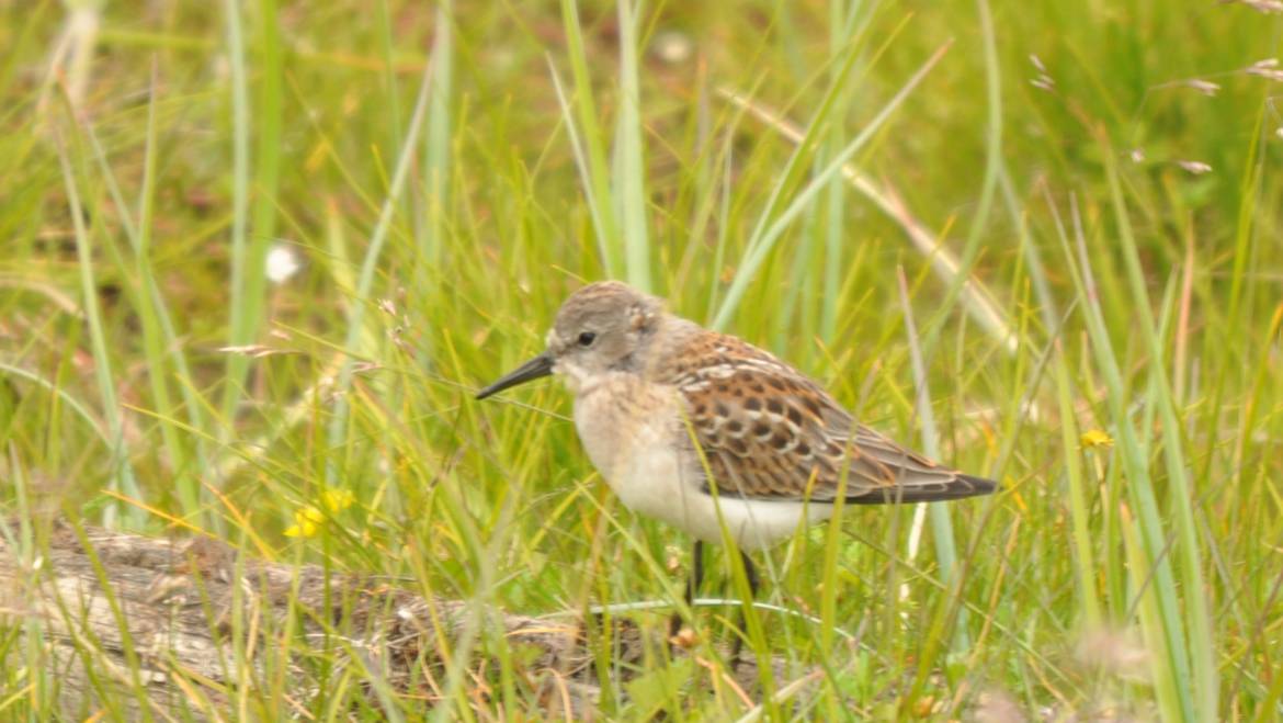 90. GRIJZE STRANDLOPER (Calidris Pusilla)