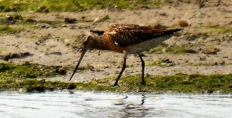82. ROSSE GRUTTO (Limosa lapponica)