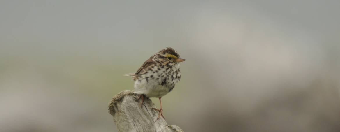 Alle dagen vogelen 24 september 2016 ·  99. SAVANNAHGORS (Passerculus sandwichensis sandwichensis)