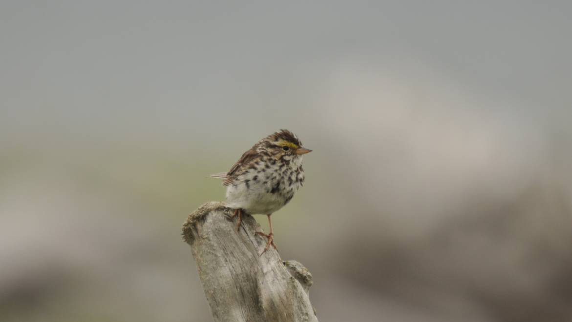 Alle dagen vogelen 24 september 2016 ·  99. SAVANNAHGORS (Passerculus sandwichensis sandwichensis)