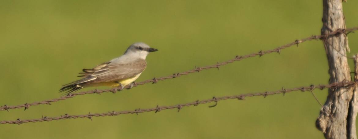 86. ARKANSASKONINGSTIRAN (Tyrannus verticalis)