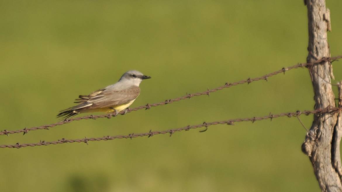 86. ARKANSASKONINGSTIRAN (Tyrannus verticalis)