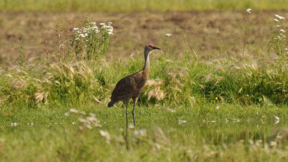 87.CANADESE KRAANVOGEL (Grus Canadensis)
