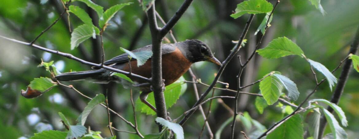 102. ROODBORSTLIJSTER (Turdus Migratorius)