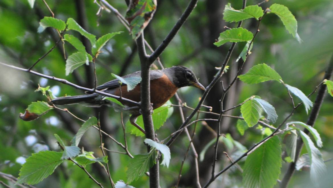 102. ROODBORSTLIJSTER (Turdus Migratorius)