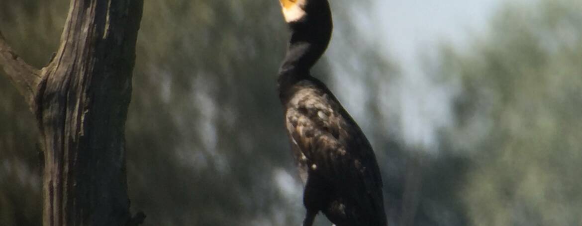 78. AALSCHOLVER (Phalacrocorax carbo)