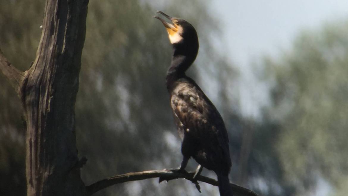 78. AALSCHOLVER (Phalacrocorax carbo)