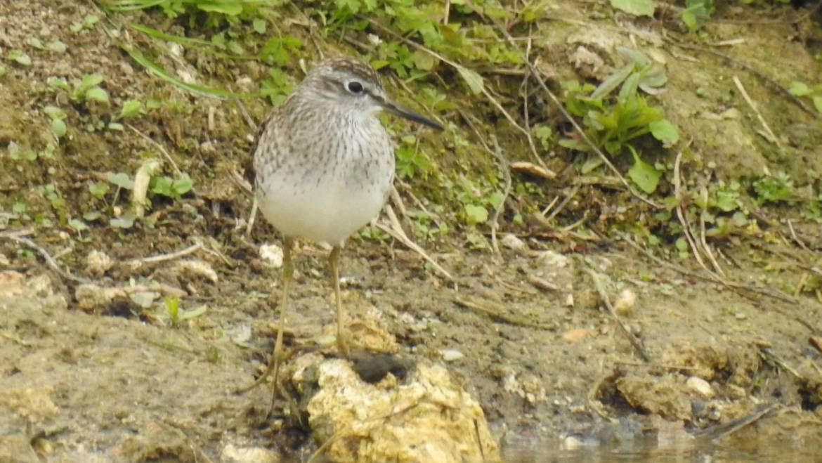 173. BOSRUITER  (Tringa glareola)