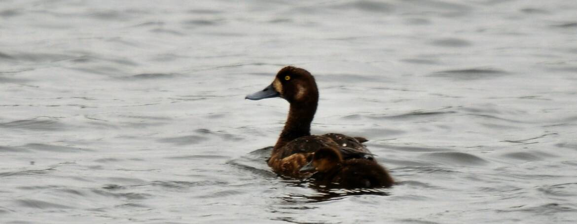 95. KEINE TOPPER (aythya affinis)