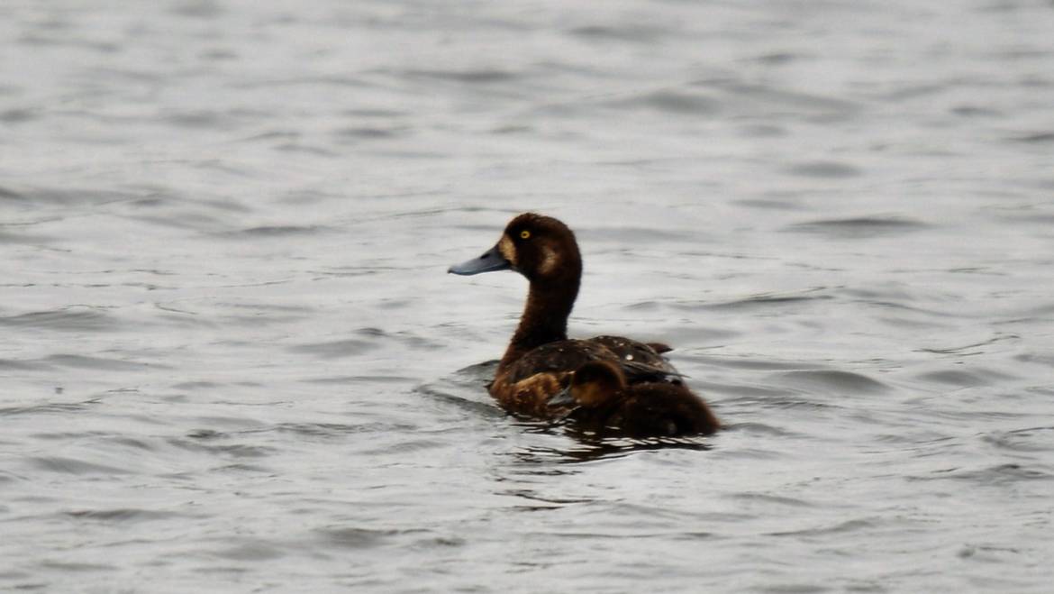 95. KEINE TOPPER (aythya affinis)