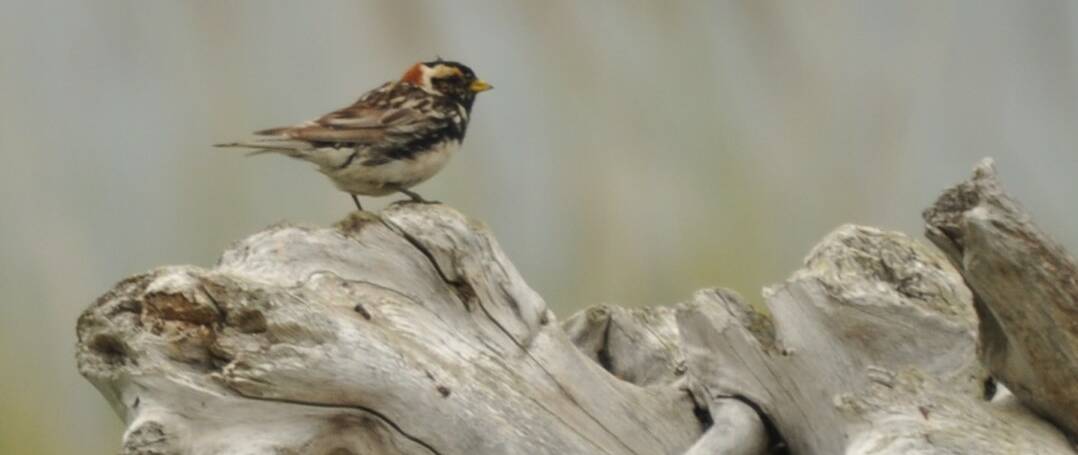 94. IJSGORS (Calcarius lapponicus)