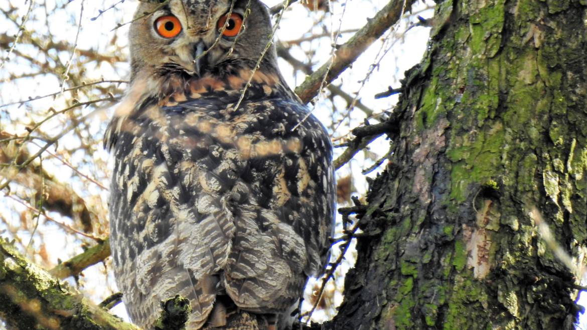 175. OEHOE (Bubo Bubo)