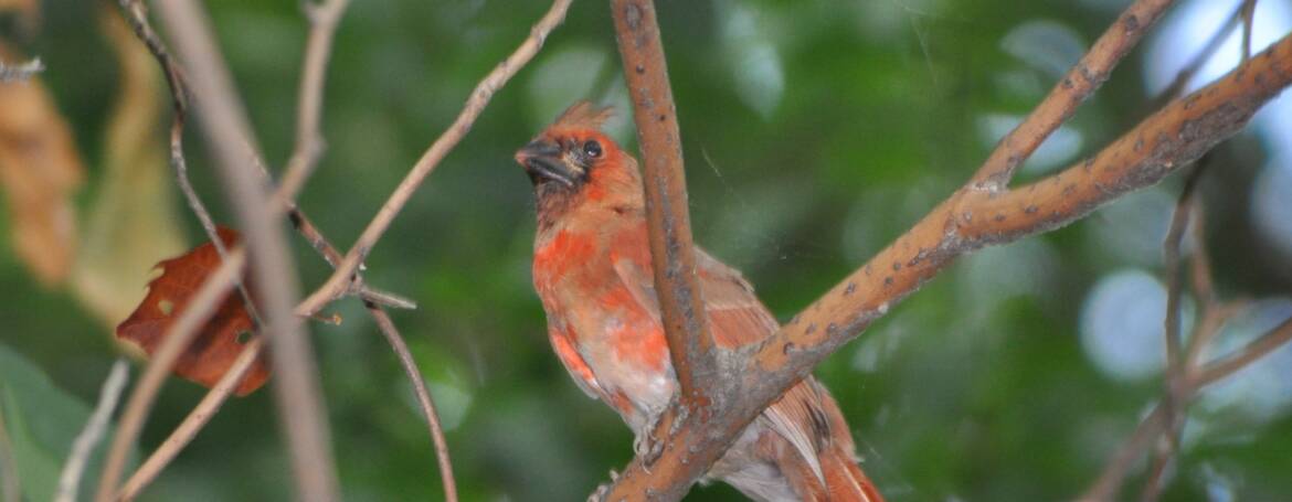 100. RODE KARDINAAL (Cardinalis Cardinalis)