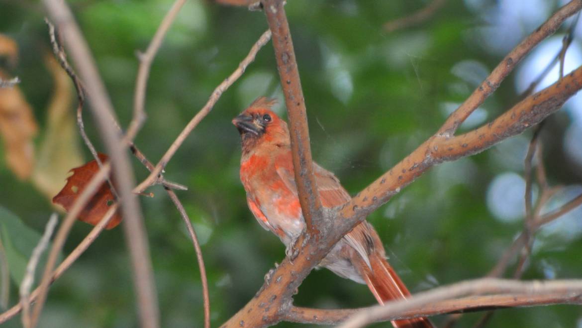 100. RODE KARDINAAL (Cardinalis Cardinalis)