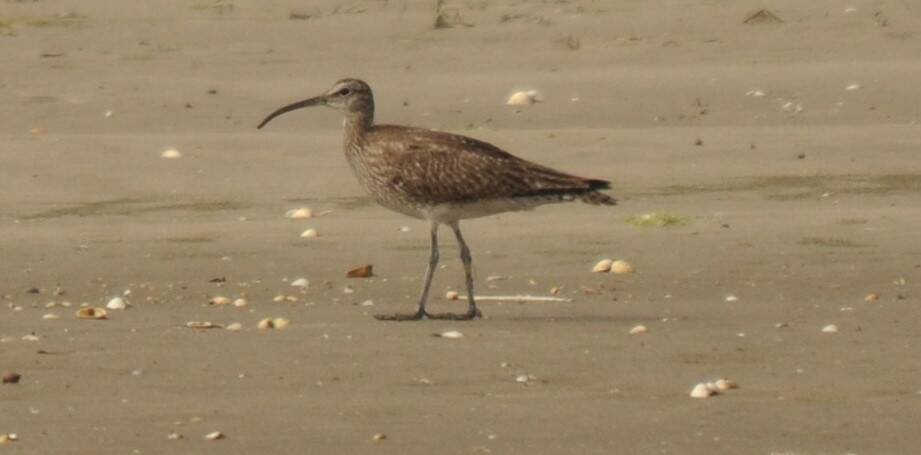 83. REGENWULP (Numenius phaeopus)