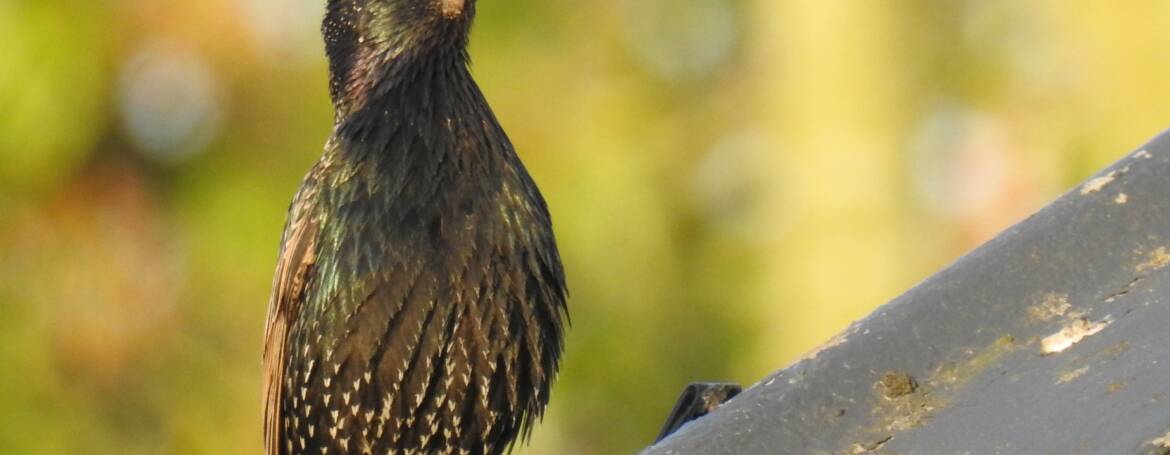 172. SPREEUW (Sturnus vulgaris)