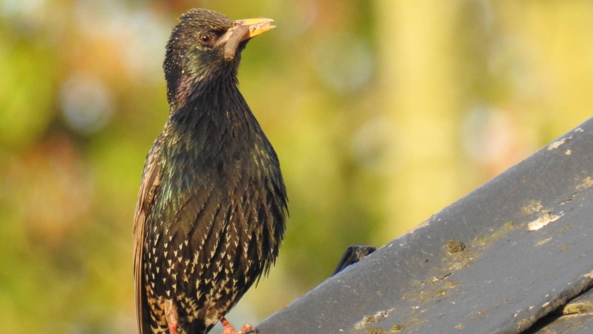 172. SPREEUW (Sturnus vulgaris)