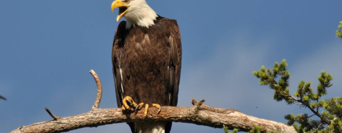85. AMERIKAANSE ZEEAREND (Haliaeetus leucocephalus)