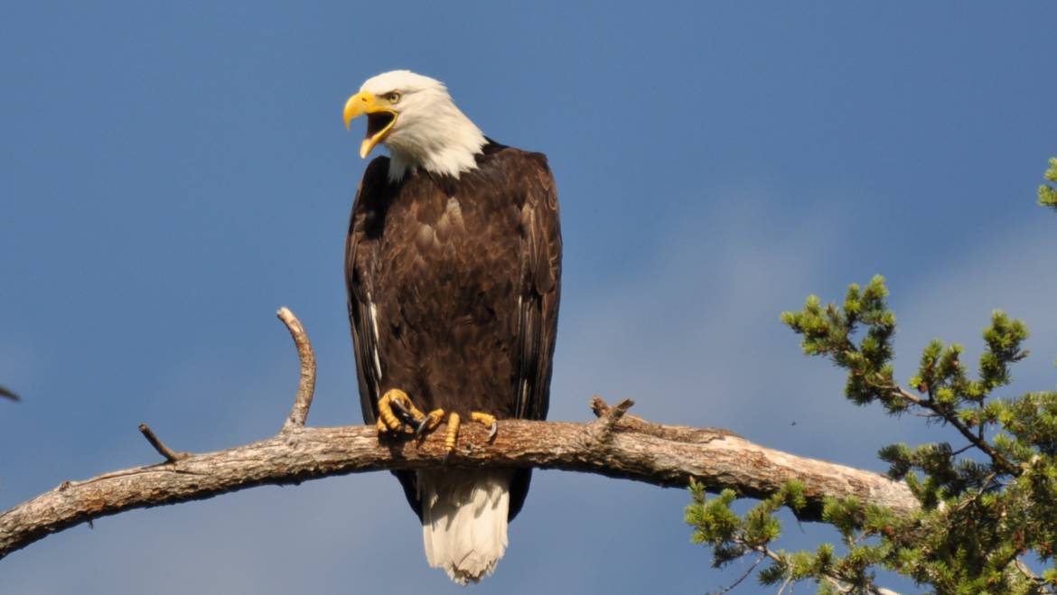 85. AMERIKAANSE ZEEAREND (Haliaeetus leucocephalus)
